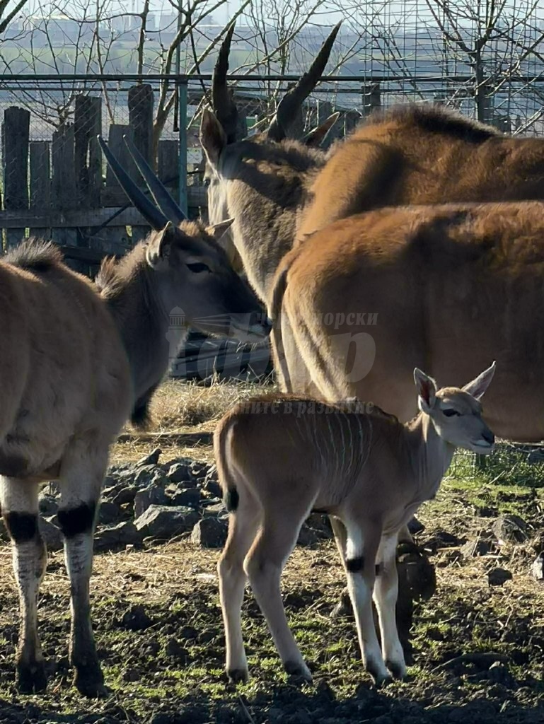 Бейби бум в зоопарка в Бургас